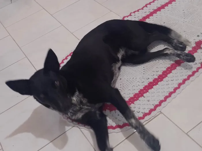 Cachorro raça Comum idade 1 ano nome Belinha