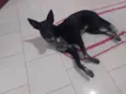 Belinha