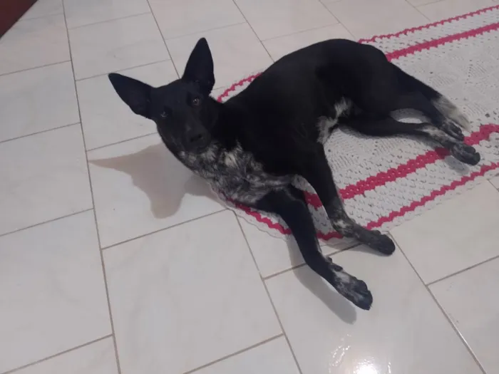Cachorro raça Comum idade 1 ano nome Belinha