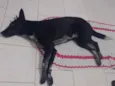 Belinha