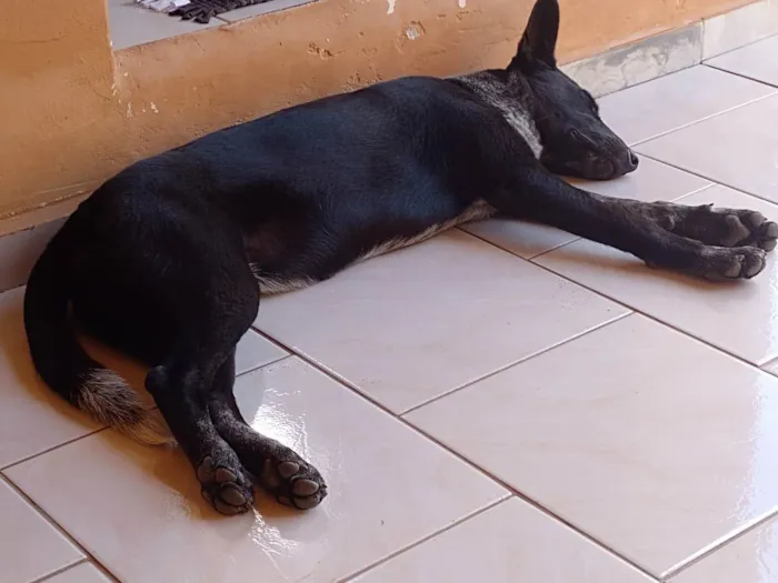 Cachorro raça Comum idade 1 ano nome Belinha