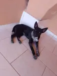 Belinha