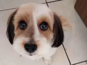 Cachorro raça não tem idade 5 anos nome Angel