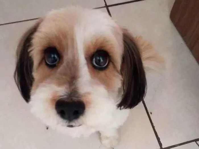 Cachorro ra a não tem idade 5 anos nome Angel