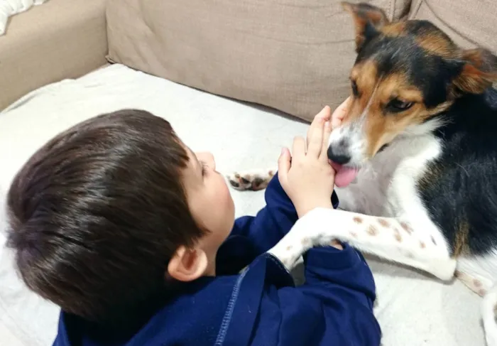 Cachorro raça SRD idade 2 anos nome Belinha