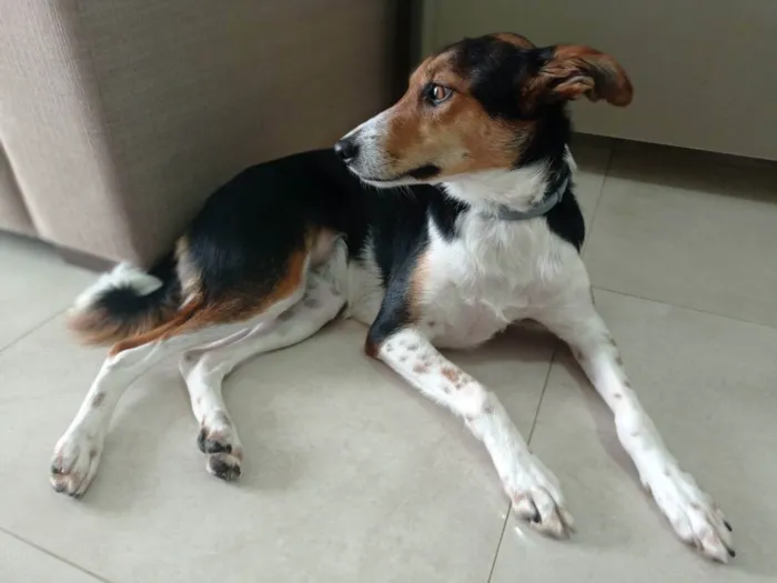 Cachorro raça SRD idade 2 anos nome Belinha