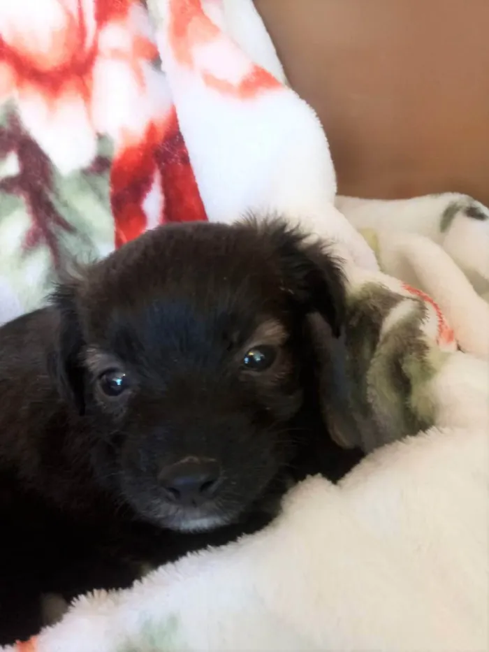 Cachorro ra a S/R idade Abaixo de 2 meses nome filhotes de 45 dias
