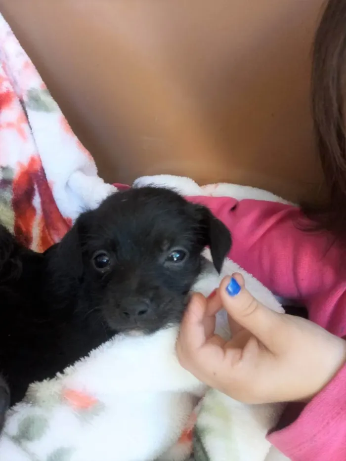 Cachorro ra a S/R idade Abaixo de 2 meses nome filhotes de 45 dias