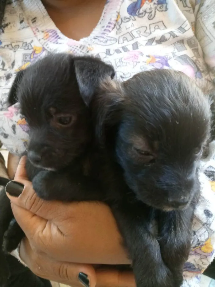 Cachorro ra a S/R idade Abaixo de 2 meses nome filhotes de 45 dias