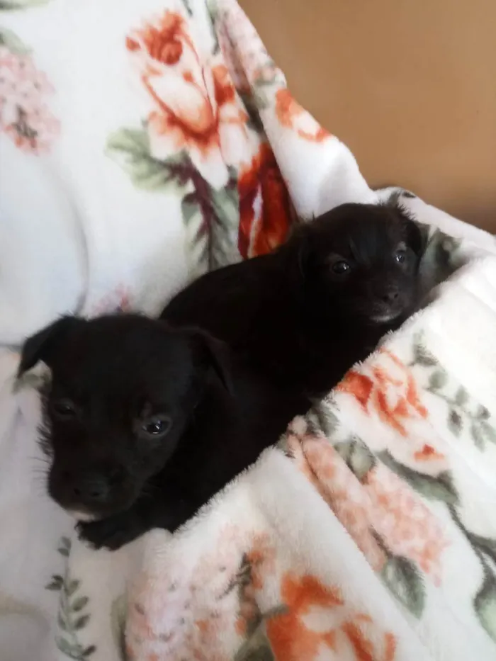 Cachorro ra a S/R idade Abaixo de 2 meses nome filhotes de 45 dias