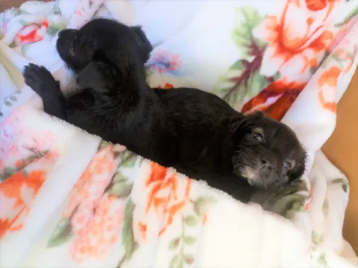 Cachorro ra a S/R idade Abaixo de 2 meses nome filhotes de 45 dias
