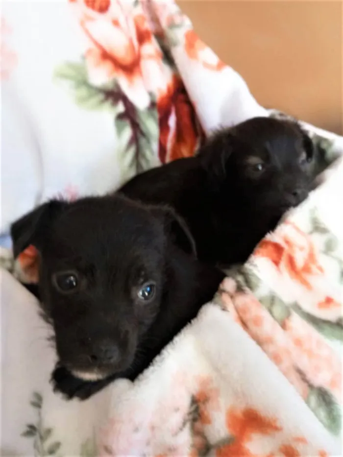 Cachorro ra a S/R idade Abaixo de 2 meses nome filhotes de 45 dias