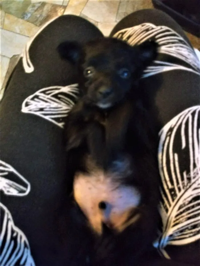 Cachorro ra a S/R idade Abaixo de 2 meses nome filhotes pretinhos 