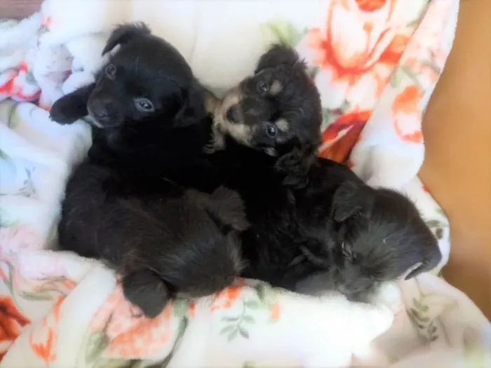 Cachorro ra a S/R idade Abaixo de 2 meses nome filhotes pretinhos 