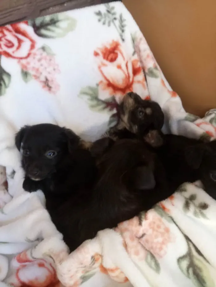 Cachorro ra a S/R idade Abaixo de 2 meses nome filhotes pretinhos 