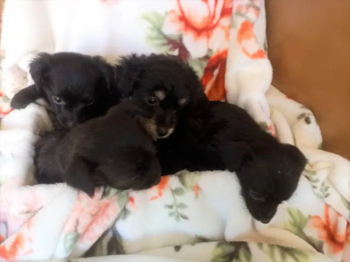 Cachorro ra a S/R idade Abaixo de 2 meses nome filhotes pretinhos 