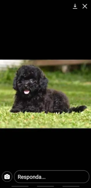 Cachorro raça Poodle toy idade 1 ano nome Jake