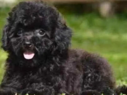 Cachorro raça Poodle toy idade 1 ano nome Jake
