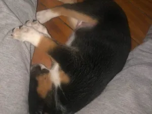 Cachorro raça SRD idade Abaixo de 2 meses nome Luna