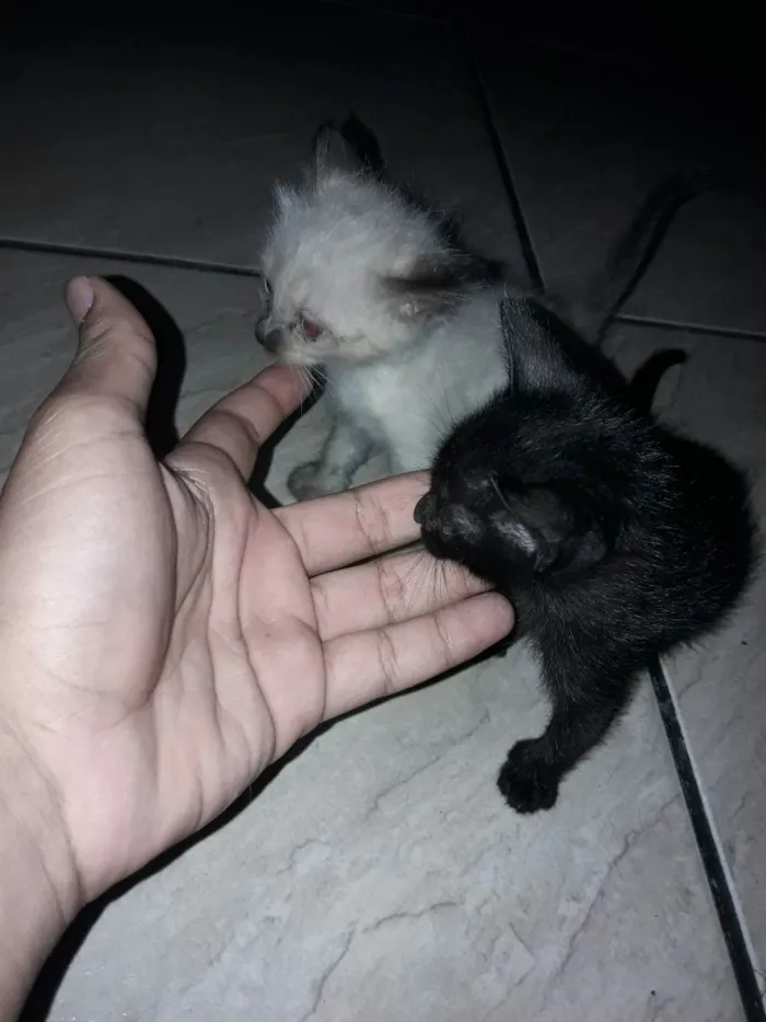 Gato raça Não sei idade Abaixo de 2 meses nome Ying e yang :)
