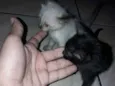 Ying e yang :)