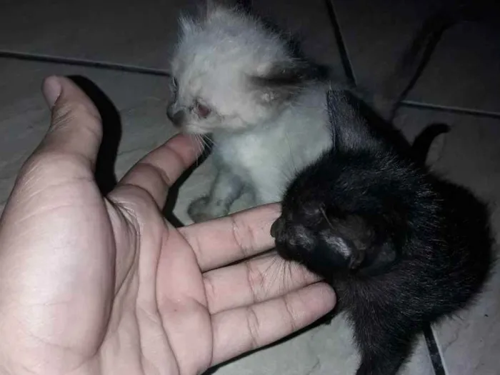 Gato raça Não sei idade Abaixo de 2 meses nome Ying e yang :)