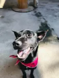Amora