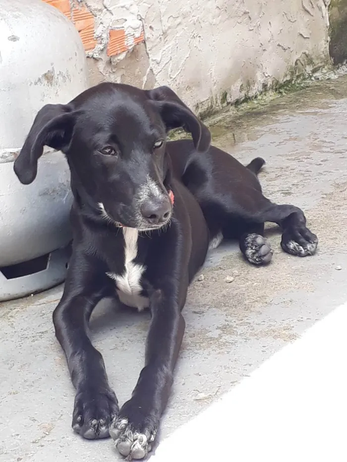 Cachorro ra a Viralata com labrador  idade 1 ano nome Dante