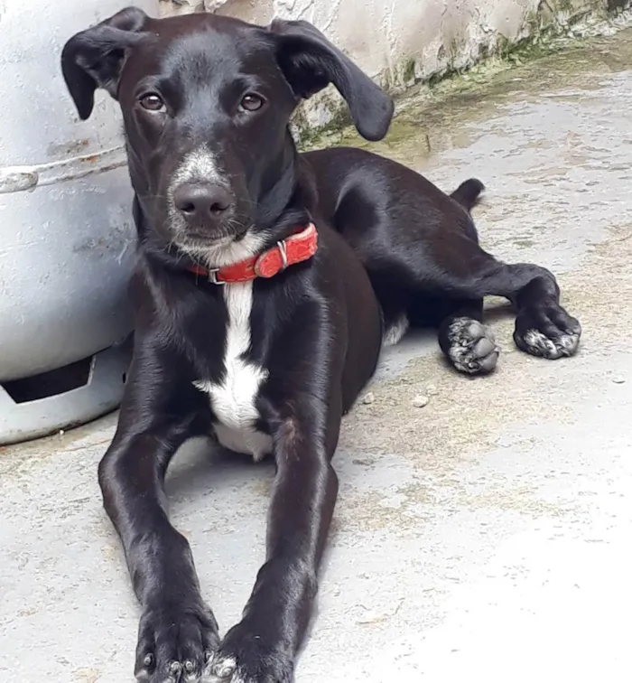 Cachorro ra a Viralata com labrador  idade 1 ano nome Dante