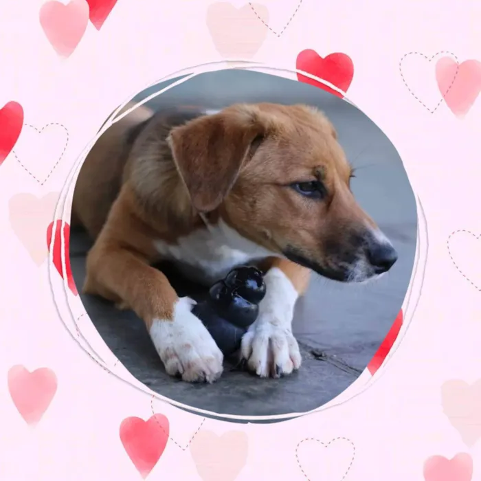 Cachorro raça SRD idade 1 ano nome Nina