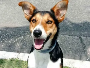 Cachorro raça SRD idade 2 anos nome Belinha