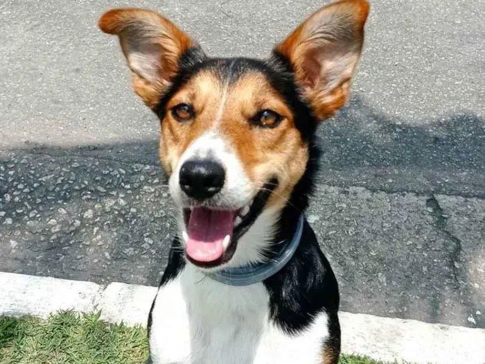 Cachorro raça SRD idade 2 anos nome Belinha