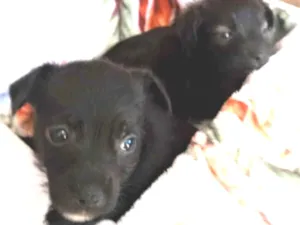 Cachorro raça S/R idade Abaixo de 2 meses nome filhotes de 45 dias