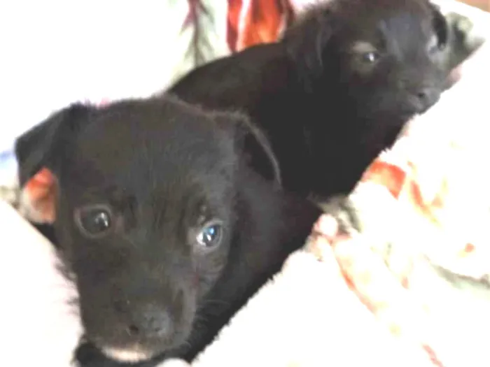 Cachorro ra a S/R idade Abaixo de 2 meses nome filhotes de 45 dias