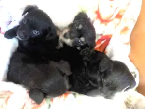 Cachorro raça S/R idade Abaixo de 2 meses nome filhotes pretinhos 