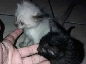Gato raça Não sei idade Abaixo de 2 meses nome Ying e yang :)