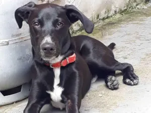 Cachorro raça Viralata com labrador  idade 1 ano nome Dante