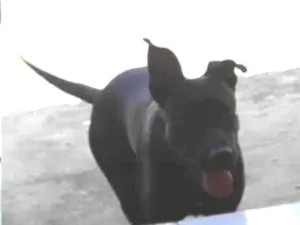 Cachorro raça viralata misturada com pit bum idade 2 a 6 meses nome pantera