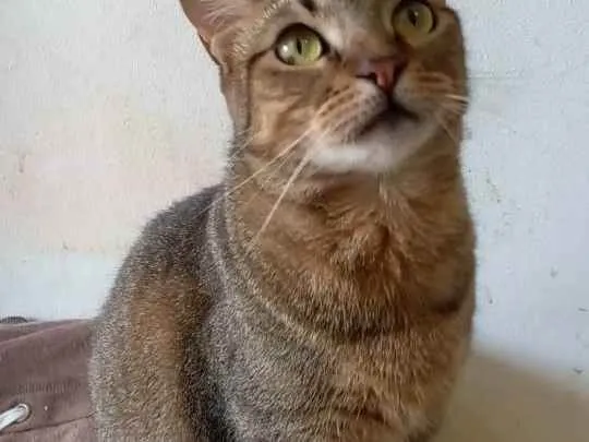 Gato ra a Srd idade 2 anos nome Nala