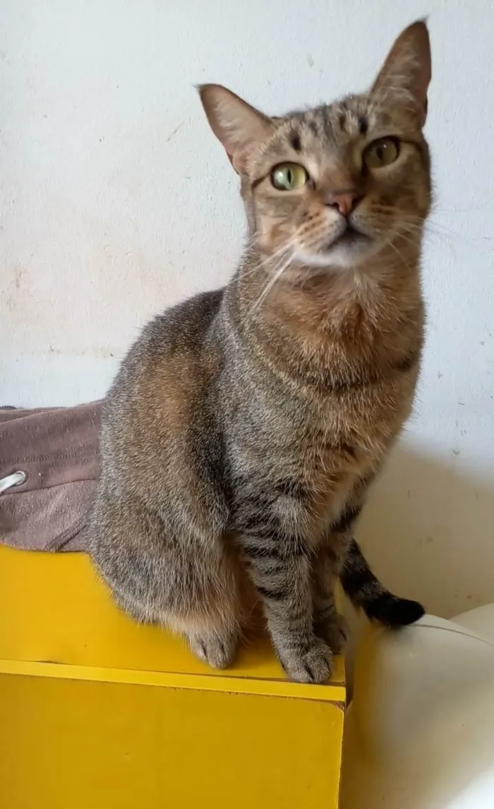 Gato ra a Srd idade 2 anos nome Nala