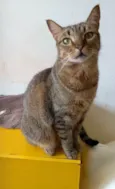 Nala