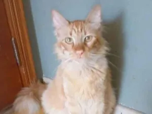 Gato raça Srd idade 1 ano nome Ben 