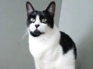 Gato raça Std idade 2 anos nome Filo