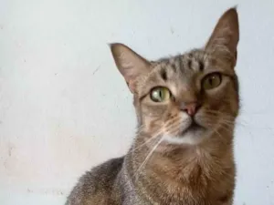 Gato raça Srd idade 2 anos nome Nala