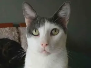 Gato raça Srd idade 2 anos nome Jhon