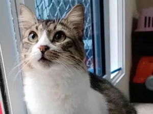 Gato raça Srr idade 1 ano nome Benedita