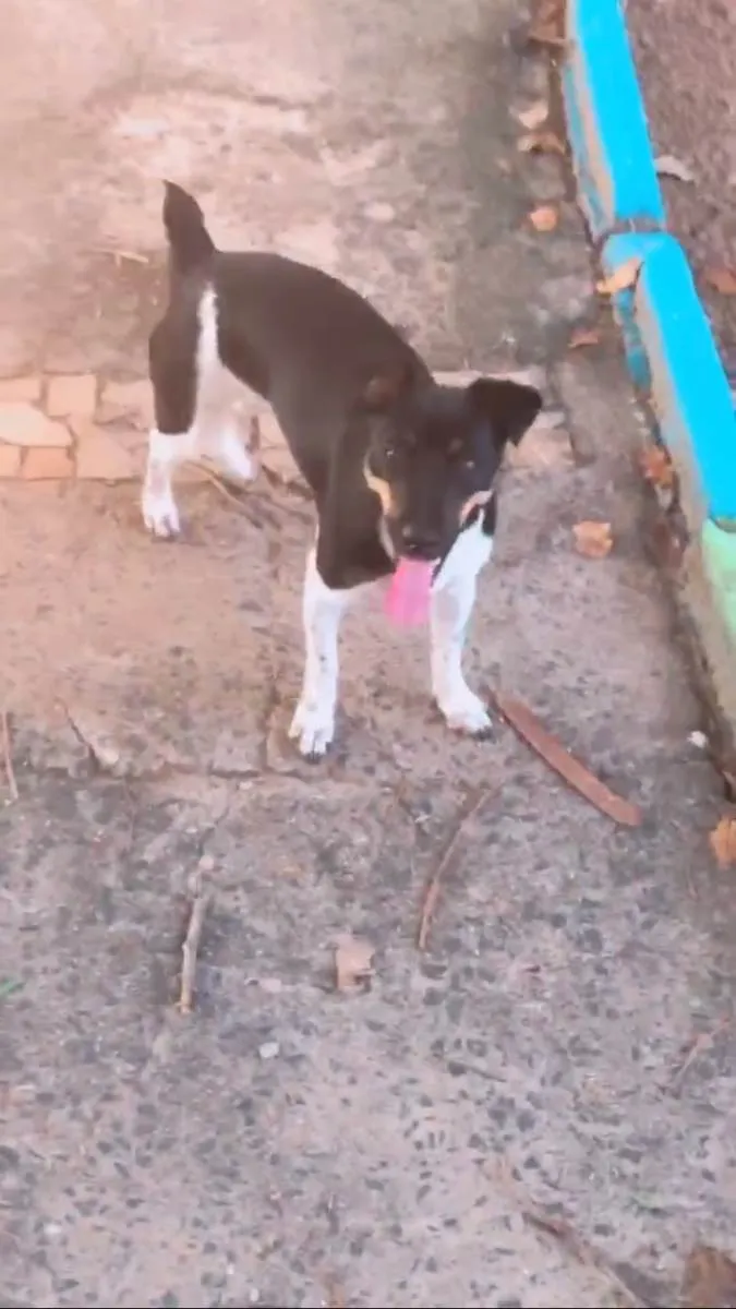 Cachorro ra a Vira lata  idade 7 a 11 meses nome Amora