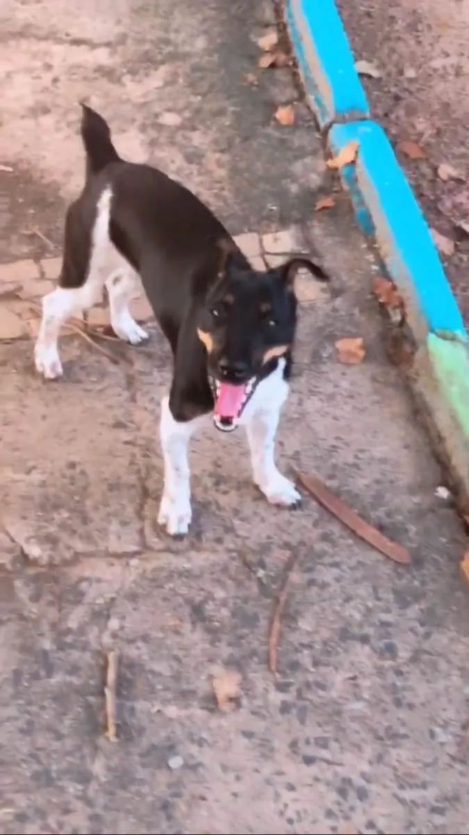 Cachorro ra a Vira lata  idade 7 a 11 meses nome Amora