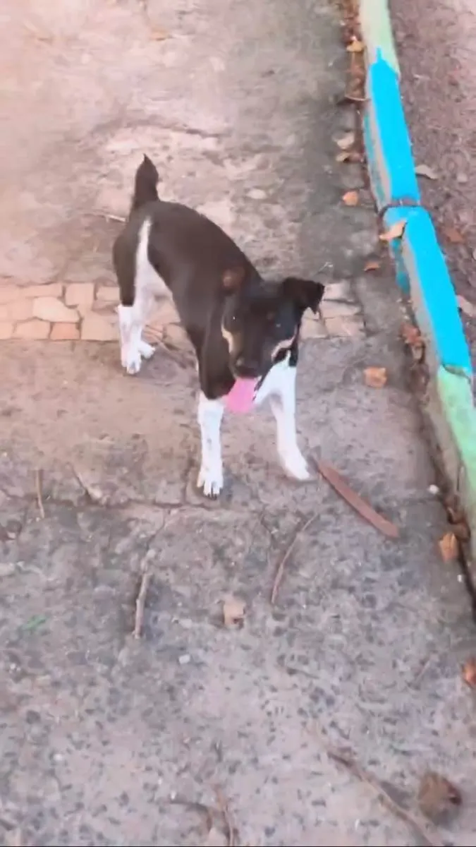 Cachorro ra a Vira lata  idade 7 a 11 meses nome Amora