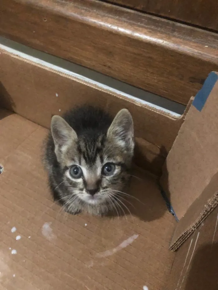 Gato ra a Gato  idade 2 a 6 meses nome Não tenho 
